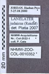 Etikette zu Lanelater judaicus (NHMW-ZOO-COL-0010352)